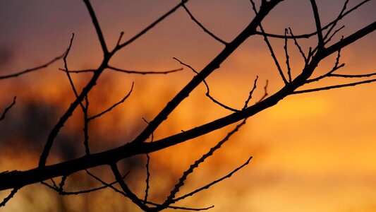 Tree sunrise silhouette