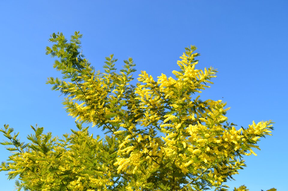 Yellow flower garden tree