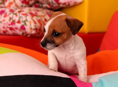 Chihuahua baby cute photo
