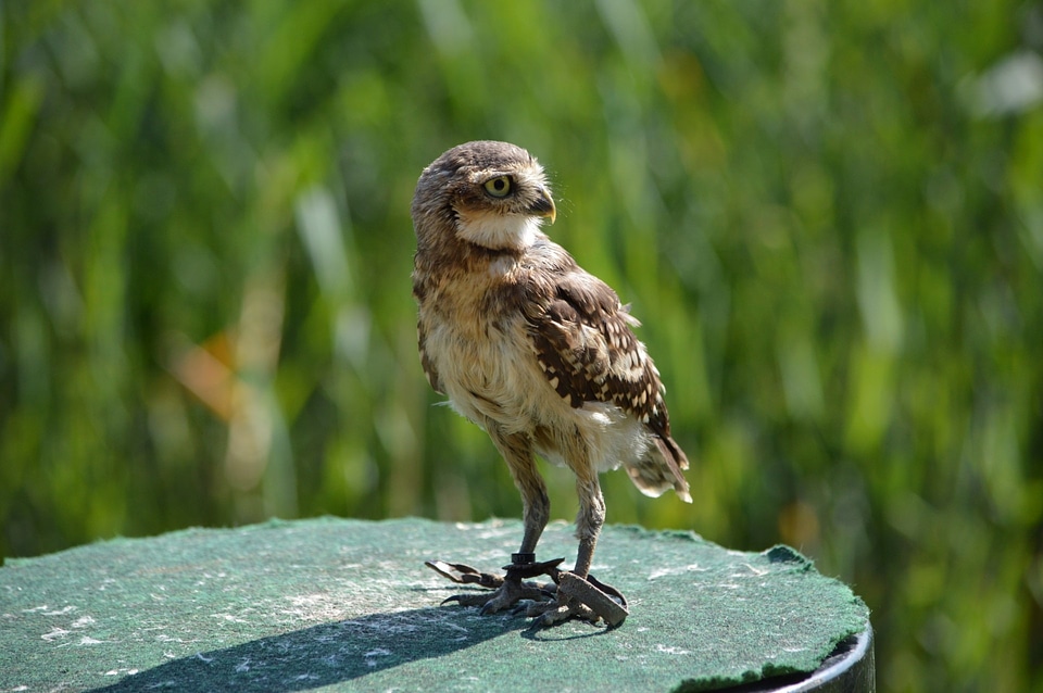 Bird fly wings