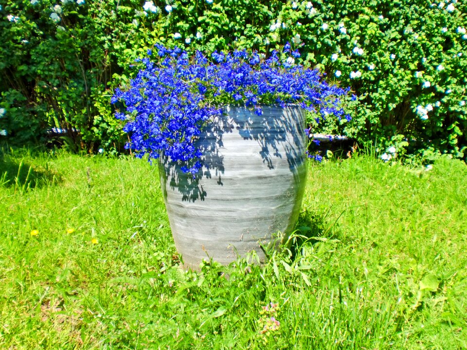 Plant nature garden