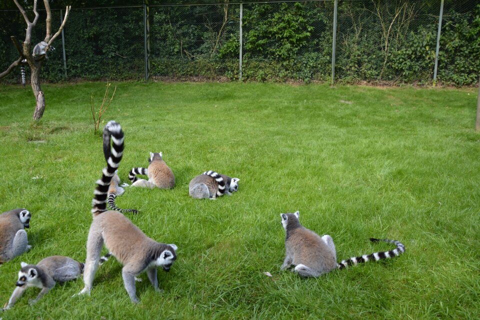 Cute watch wild animal