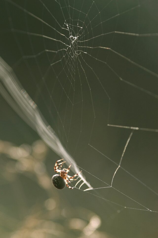 Cobweb arachnid arachnophobia
