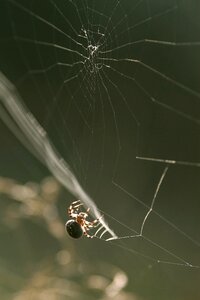 Cobweb arachnid arachnophobia photo