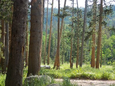 Nature landscape
