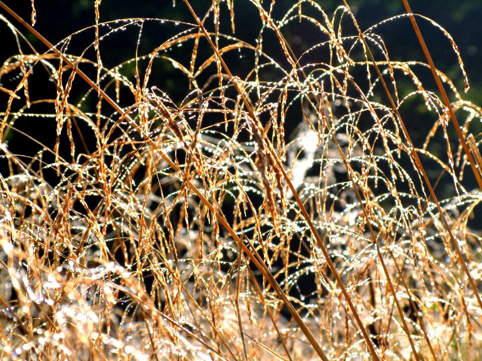 Nature meadow morning