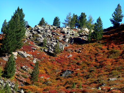 Fir trees autumn nature photo