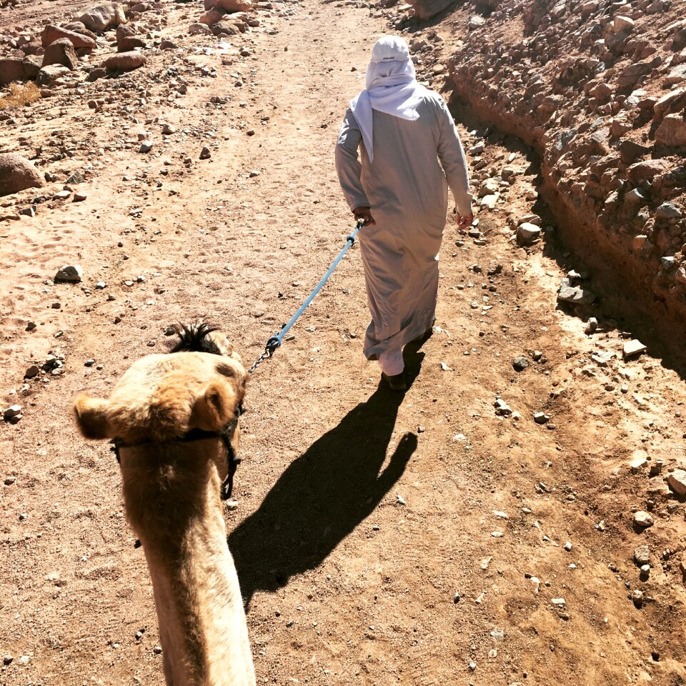 Mountain mose egypt bedouin photo