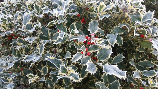 Garden frost winter