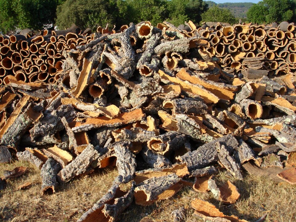 Cork oak nature natural product