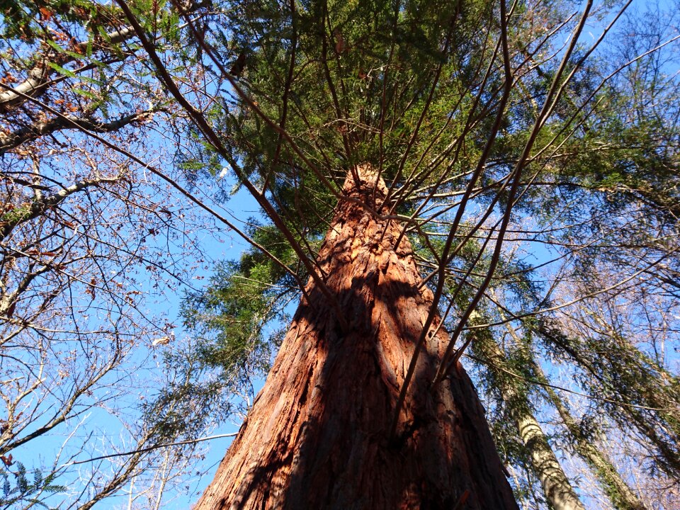 Forest evergreen tree