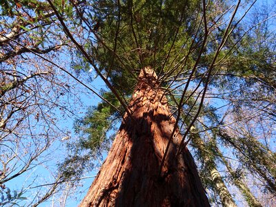 Forest evergreen tree