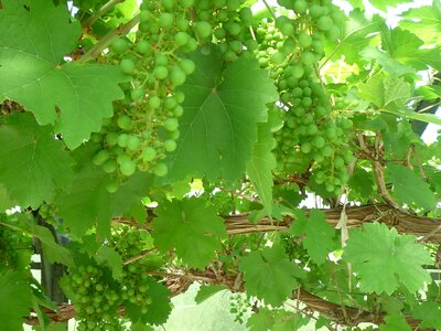 Mediterranean grapes greenhouse