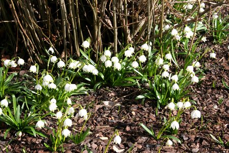 Fruehlingsknotenblume early bloomer spring awakening