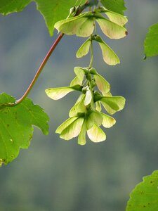 Seed flower hanging