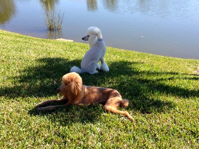 White poodle dogs
