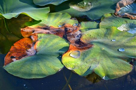 Lotus leaf drop of water pond