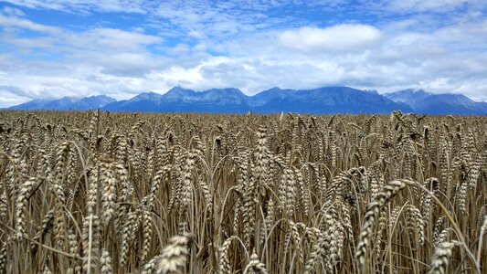 Vysoké tatry field ears