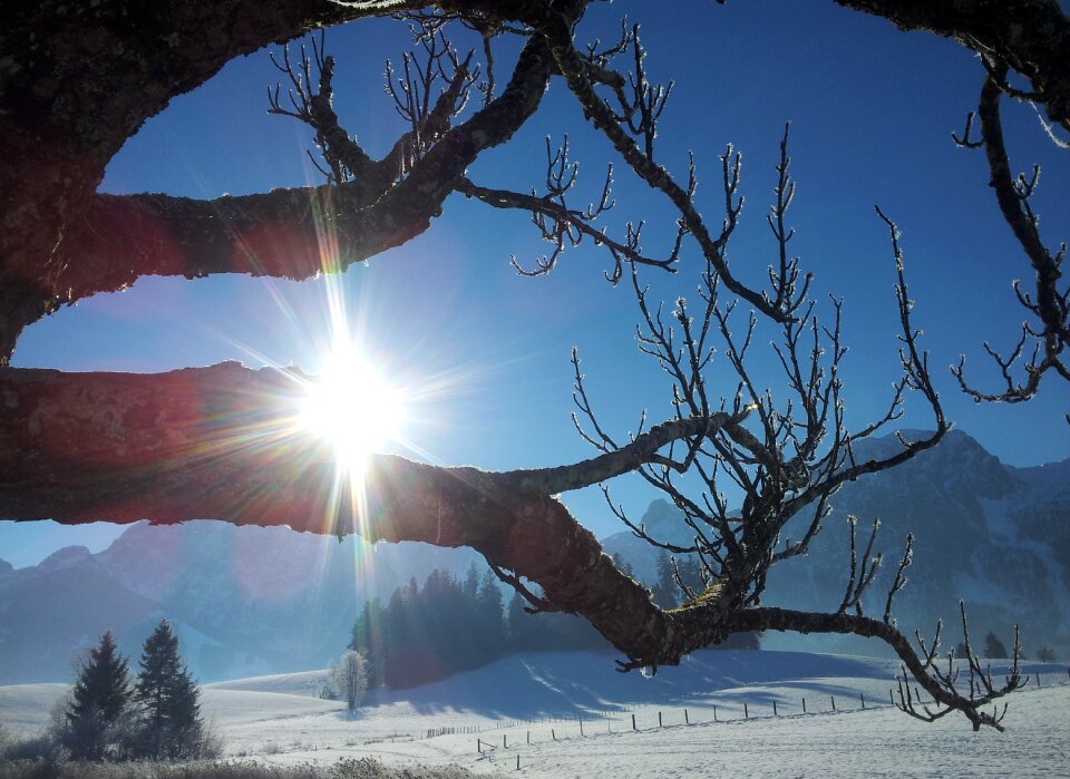 Backlighting sun wintry photo