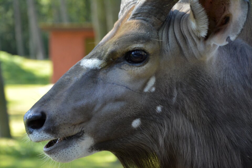 Animal africa nature