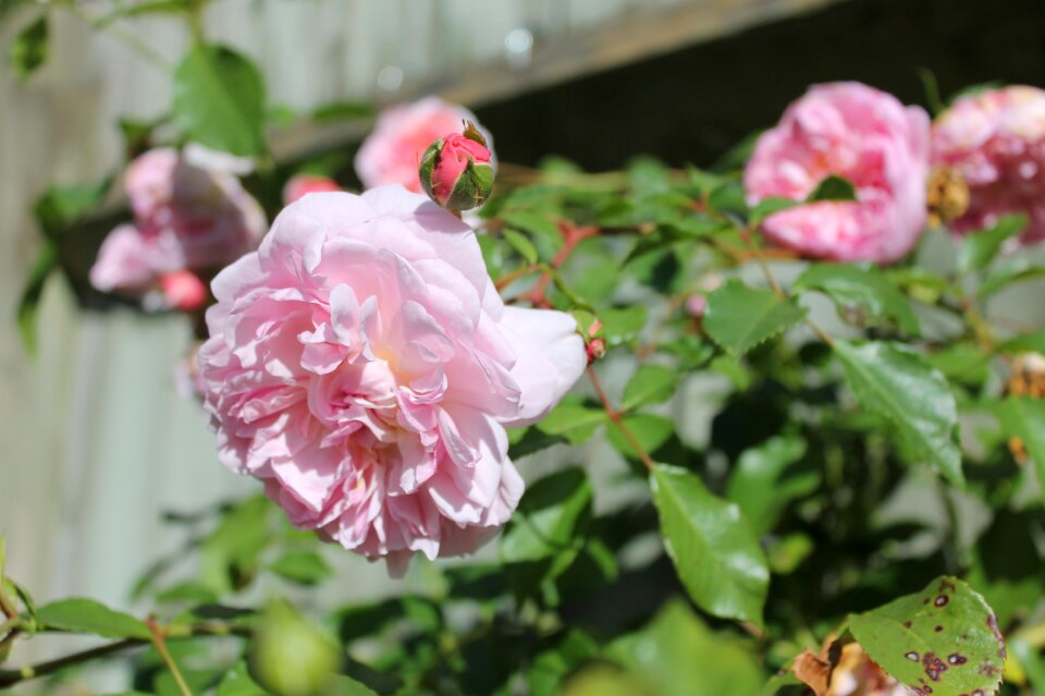 Rose bush spring