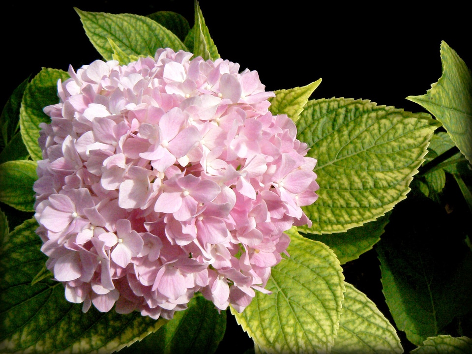 Pink garden blossom