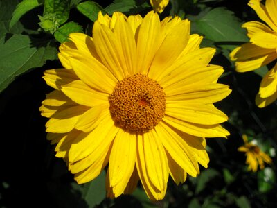 Yellow summer flower photo