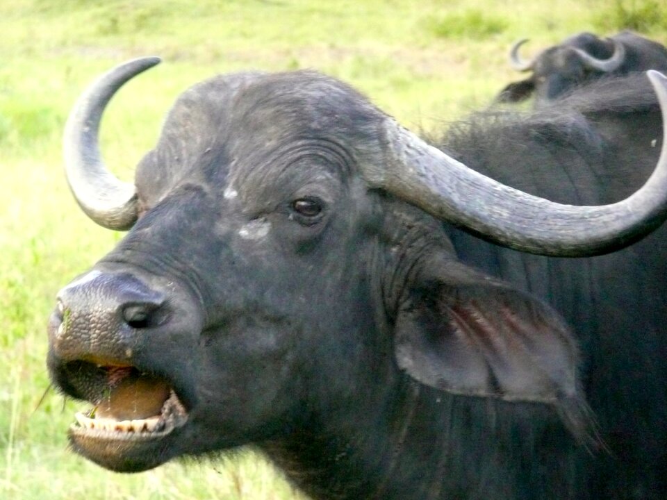 Africa nature park