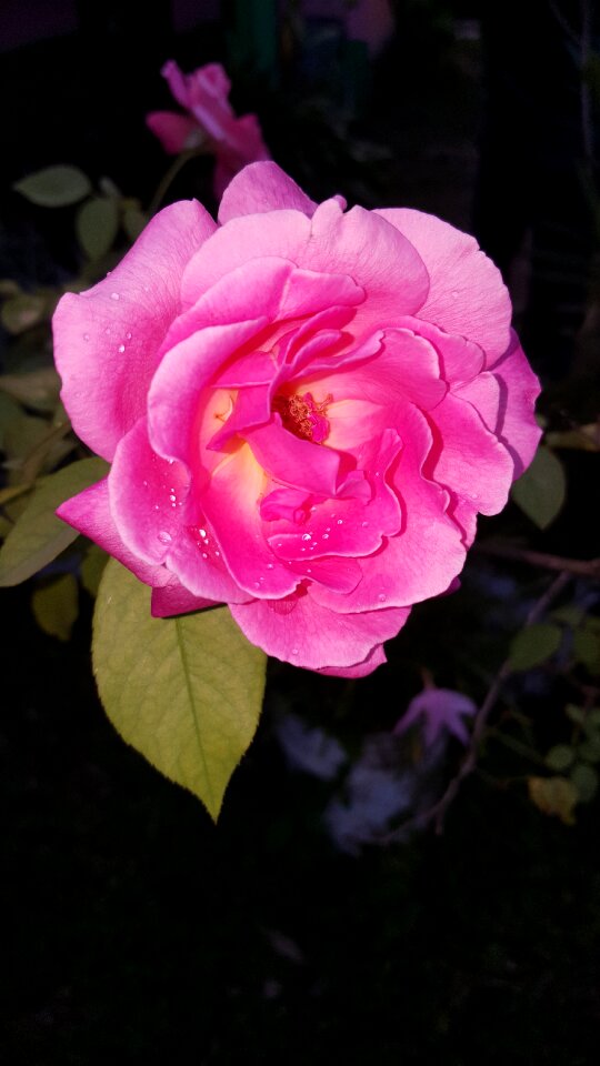 Rosa rosebush garden
