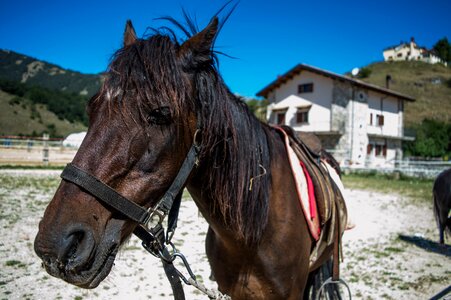 Animals nature italy
