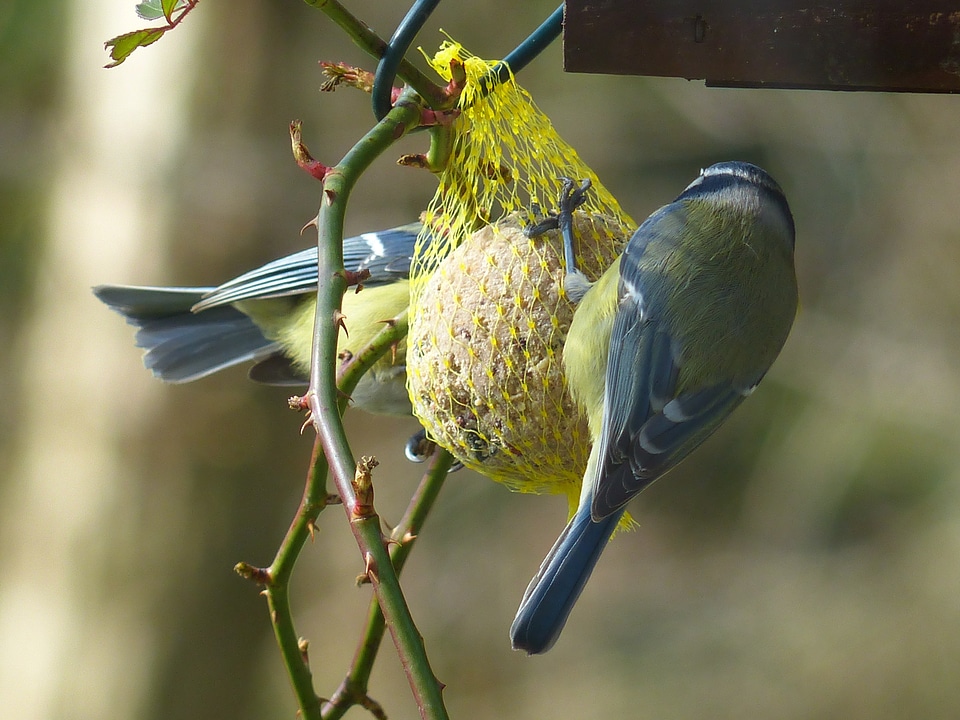 Parus caeruleus paridae small bird