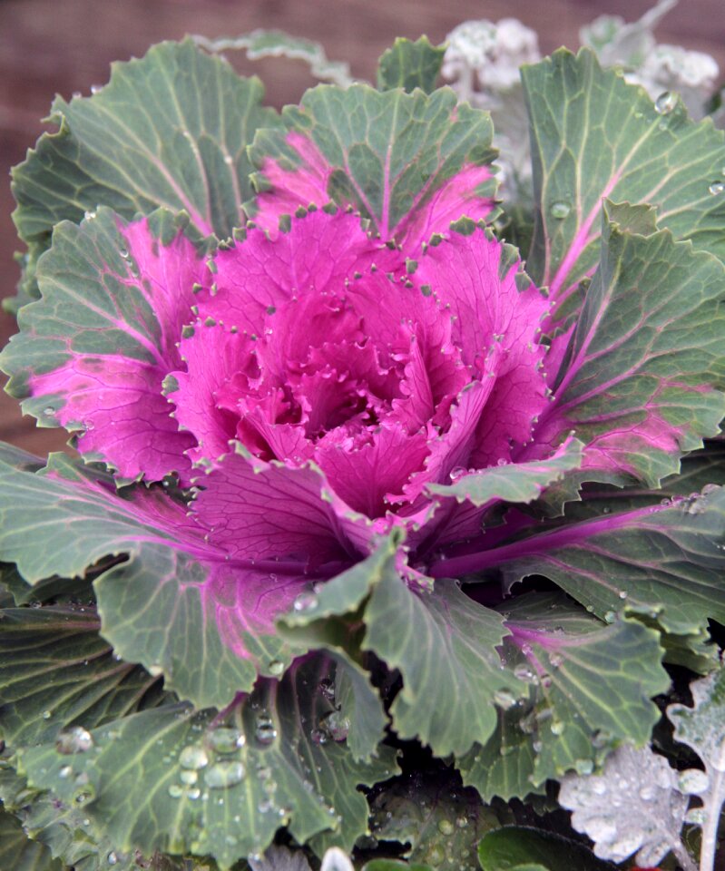 Ornamental plant plant autumn