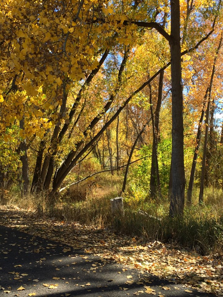Landscape nature fall