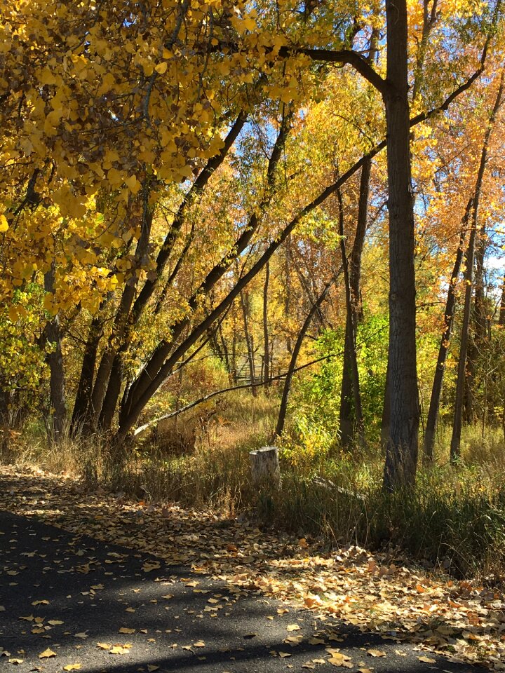 Landscape nature fall photo