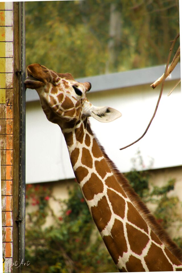 Zoo neck giraffe