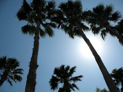 Palm trees summer sky photo