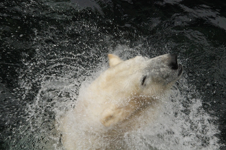 Mammal snow predator