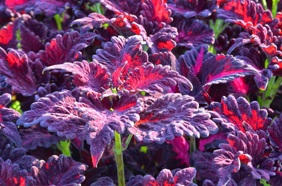 Splendor flora bright
