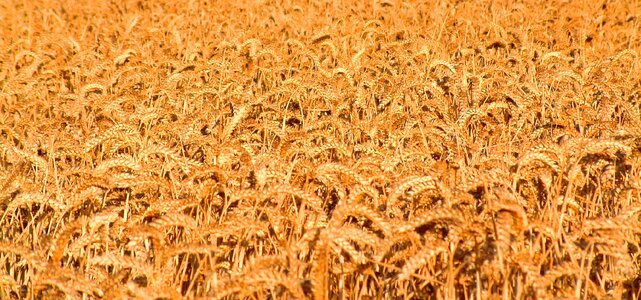 Grain crop rural