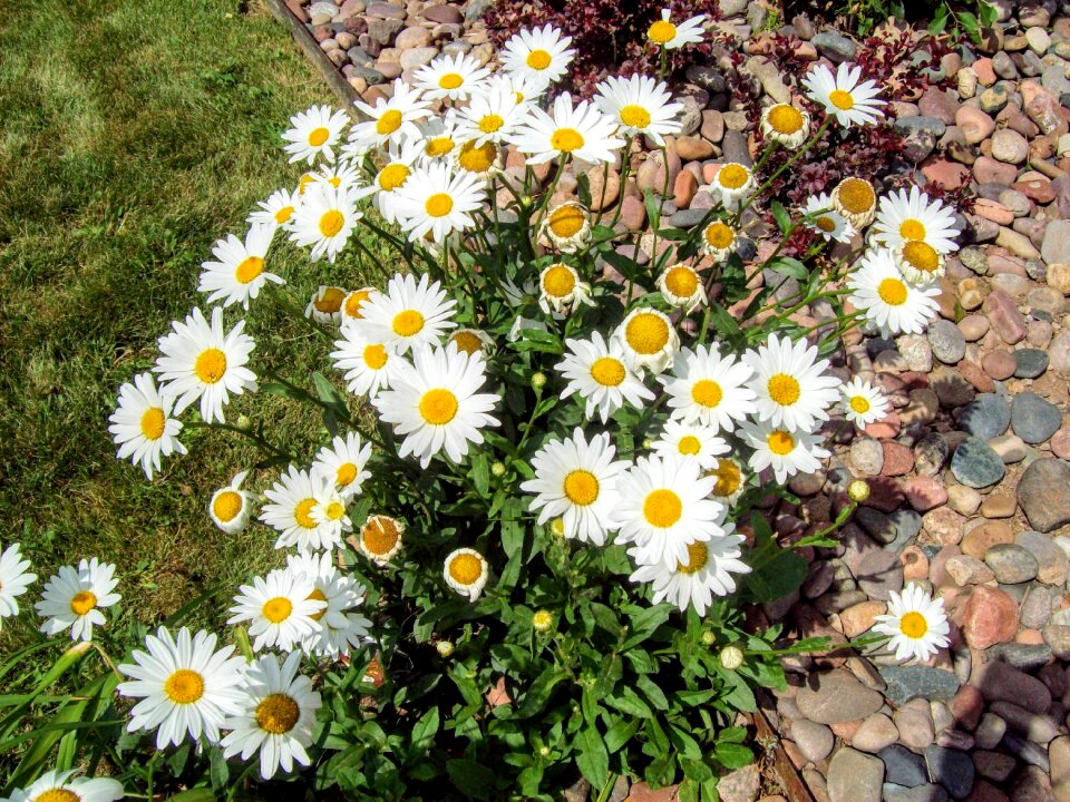 Chamomile journey flowers