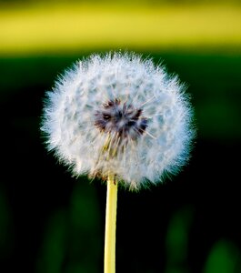 Macro spring field
