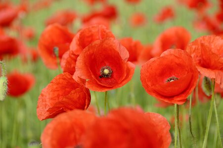 Poppy flower red red poppy photo