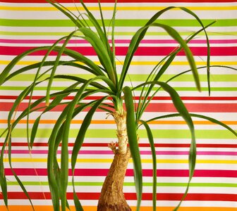 Flowerpot green plant potted plant