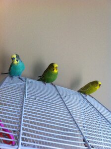 Female green yellow