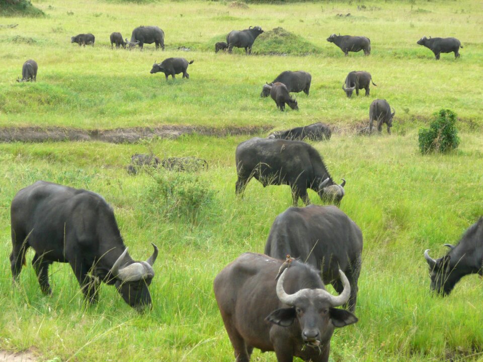 Kenya africa wildlife
