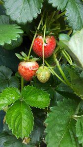 Hanging plant plant garden photo