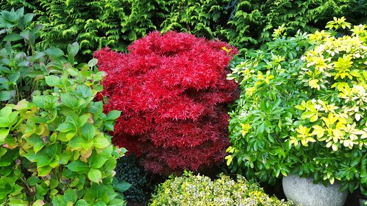 Plant autumn garden