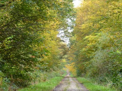 Path fall undergrowth