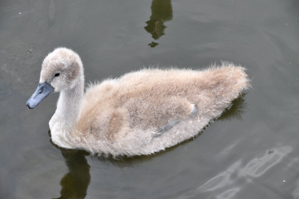 Nature water bird creature