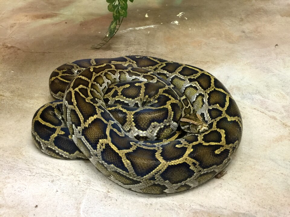 Snake reptile close up